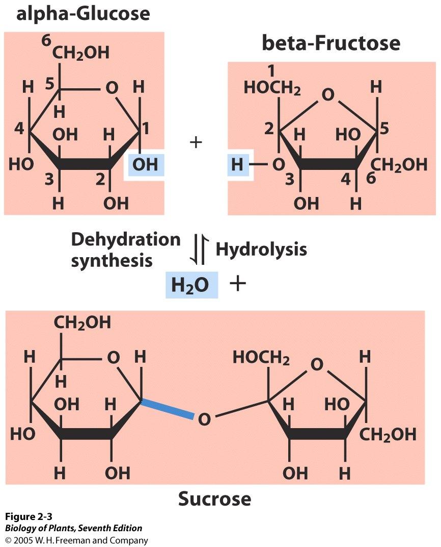 3 Typen von Makromolekülen sind allgemein verbreitet: Proteine, Nukleinsäuren, Polysaccharide Aufgebaut aus Zuckereinheiten, die durch Kondensation verknüpft werden: