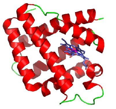 Proteine können sehr unterschiedliche Funktionen ausfüllen und strukturell sehr verschieden sein Leghämoglobin: O 2 -Bindung in