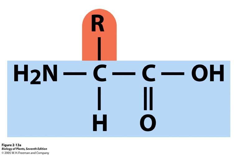 3 Typen von Makromolekülen sind allgemein verbreitet: Proteine, Nukleinsäuren, Polysaccharide Proteine