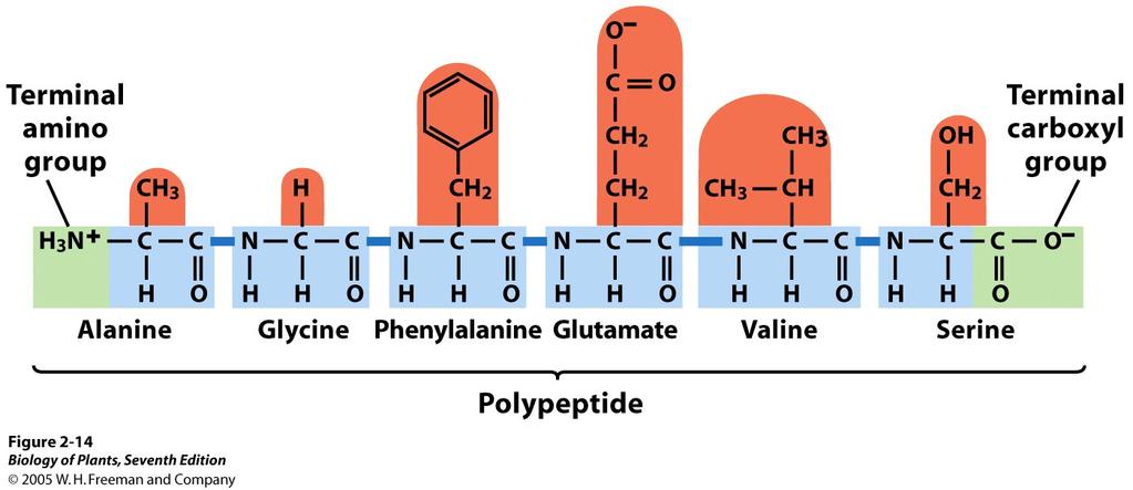 Aminosäuren sind zu Ketten verbunden: Peptidbindung R R H 2 N C C