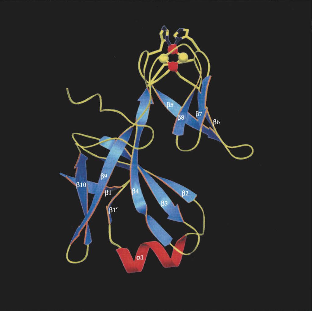 Proteine können sehr unterschiedliche Funktionen ausfüllen und strukturell sehr verschieden