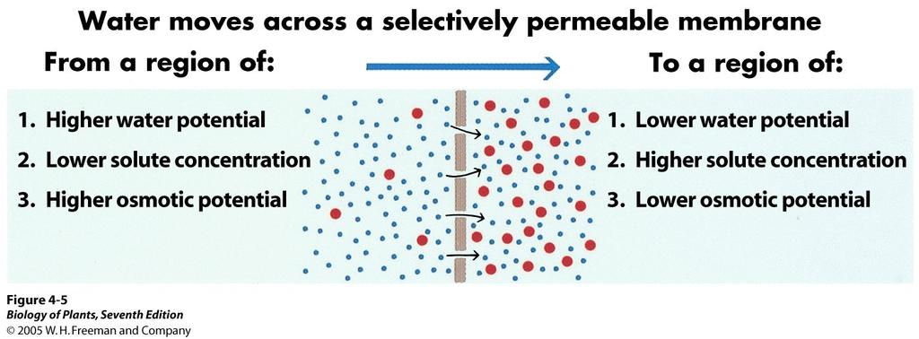 Die 4. kolligative Eigenschaft: Osmose Eine semipermeable Membran trennt zwei Lösungen. Die Membran ist durchlässig für Wassermoleküle, nicht jedoch für die gelösten Teilchen.