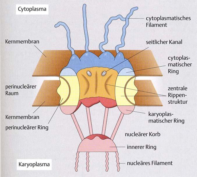 Die Kernhülle Die Kernhülle wird vom endoplasmatischen Reticulum gebildet. An der Innenseite befindet sich die Kernlamina (=Nuclearlamina).