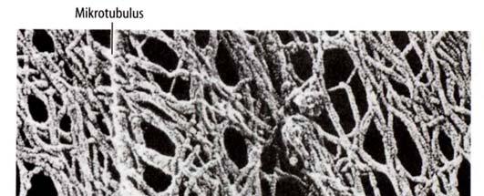 Das Cytoskelett Zwei wesentliche Bestandteile in pflanzlichen Zellen: Mikrotubuli Mikrofilamente Tubulin Actin