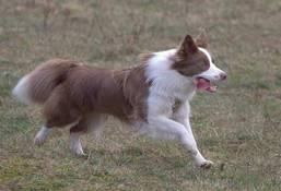 ZusÅtzlich hat der Hund weiçe Abzeichen. Es gibt kein schwarz im Fell.