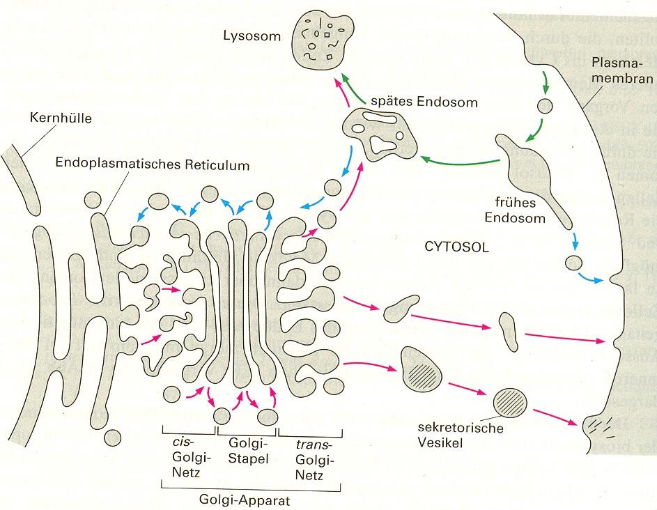 Zellorganellen Golgi-Apparat und vesikulärer Transport Funktion: Protein- und