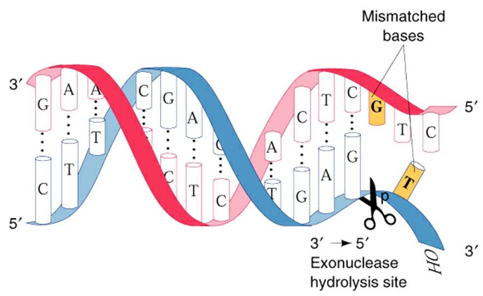 DNA-Polymerase III Core-Enzyme: α-untereinheit: ε-einheit: