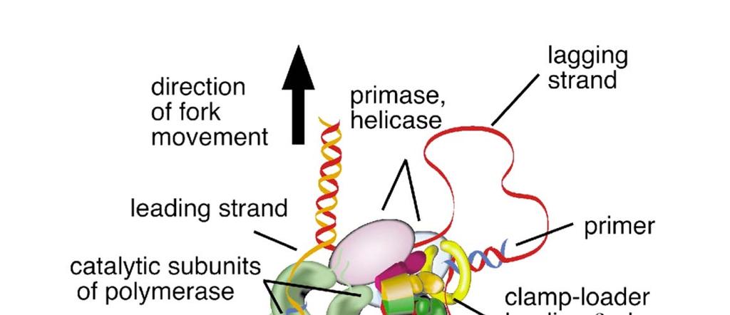 DNA-Polymerase III Prozessivität: Katalyse-Zyklen, ohne vom Substrat