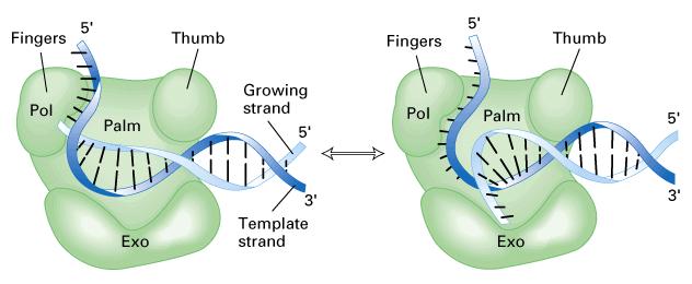 DNA-Polymerase I Das Klenow-Fragment