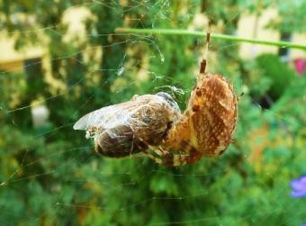 Arten. Spinnen haben immer 8 Beine. Sie fangen alles, was an Insekten in ihre Netze fliegt oder von ihnen überwältigt werden kann.