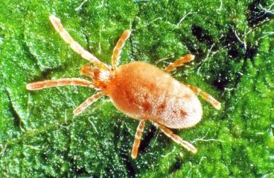 16-18: Spinne mit Eikokon Spinne im Netz Spinne mit eingesponnener Beute Raubmilben Raubmilben als Nützlinge sind relativ unbekannt, weil sie