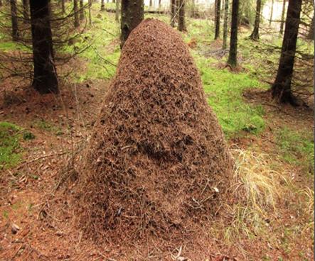 Wohn-Gemeinschaften Leben, Verhalten und Funktion der Waldameisen Das Leben eines Ameisenstaates beginnt damit, dass sich im Frühjahr eine Jungkönigin zum Hochzeitsflug aufmacht, die von mehreren