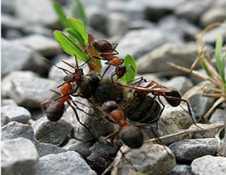 Da jeder Staat sein typisches Bukett trägt erkennt die Ameise nicht nur ihre eigenen Verwandten sondern auch Feinde, die gerne in den Staat eindringen möchten.