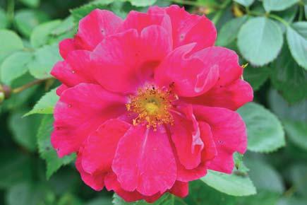 Bevor man sie wegen ihres Farbspektrums, ihres Duftes und ihrer Eleganz züchtete, war sie ein Nahrungsmittel. Vor 5.000 Jahren wurden in China erste Gärten angelegt und begonnen, Rosen zu züchten.