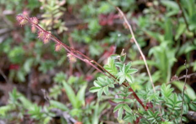 Die Artenvielfalt der Bodendecker (3) Das Stachelnüsschen (Acaena = Nüsschen) ist ein Winzling unter den Rosengewächsen, stammt von der Südhalbkugel und ist dort mit 60 Arten vertreten.