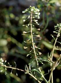Italien- Raygras (Lolium multiflorum) oder der Wiesen-Pippau (Crepis biennis). Diese verpassten die letzten Türchen des Adventkalenders oft nur um wenige Tage.