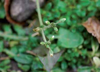 Abb. 13: Das Gewöhnlich- Hornkraut (Cerastium holosteoides) - dürfte nach FISCHER u. a. (2005) nur von März bis Juni blühen (Obernberg am Inn, 7. 1. 2007). Abb.