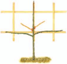 Verrier-Palmette Spiralkordon Der Spiralkordon (Abb. S. 44) benötigt ein Gestell, das aus vier senkrecht im Boden befestigten Stützen besteht.