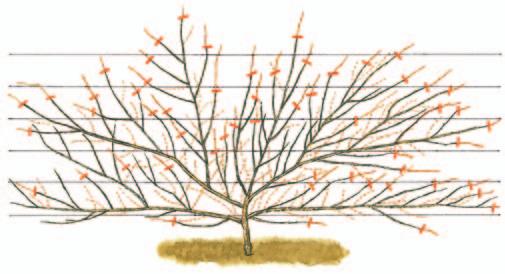 dargestellt). Wahre Fruchttriebe müssen so weit gekürzt werden, dass etwa vier bis sechs Früchte verbleiben.