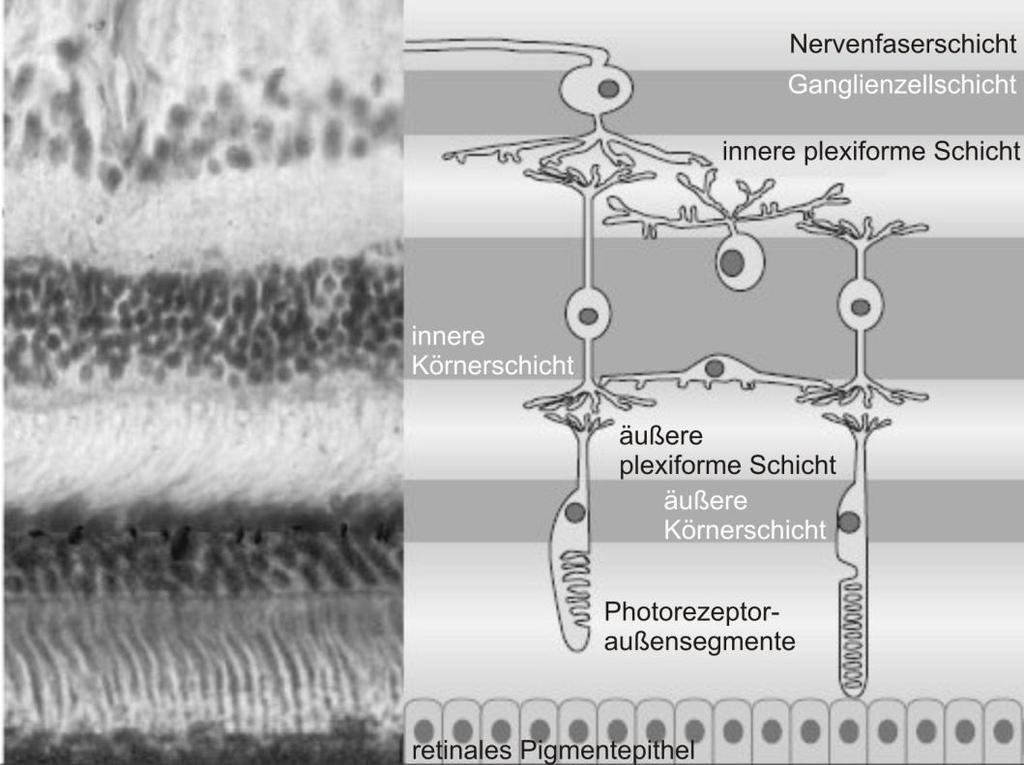 I. EINLEITUNG 4 Stratum pigmenti und nervosum bilden im Bereich der Pars optica gemeinsam die typische zehnfache Schichtung der Retina.