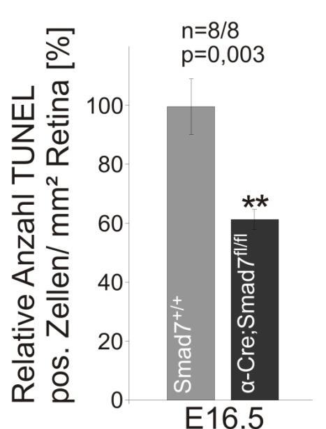 III. ERGEBNISSE 54 Im Zuge der statistischen Analyse der TUNEL-Reaktion zeigte sich eine hoch signifikant (p=0,003) geringere Apoptoserate (korrelierend mit der Anzahl TUNELpositiver Zellen) für