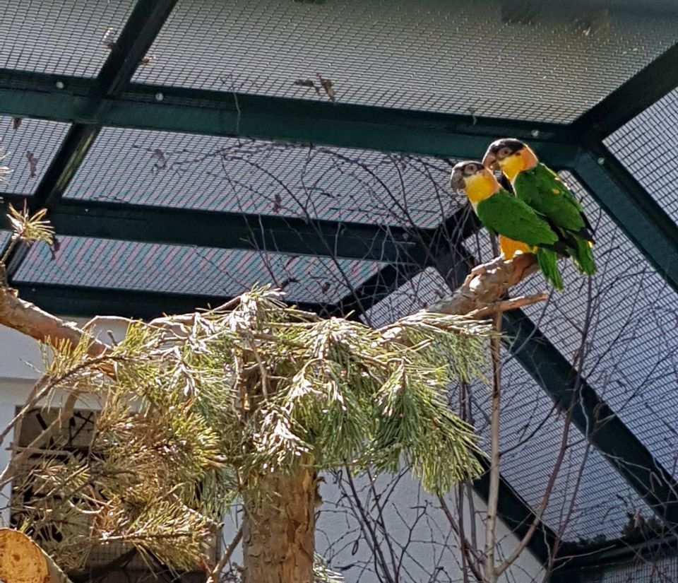Das Papageienhaus vier von fünf Volieren fertig Große Fortschritte hat in den letzten Wochen auch das Papageienhaus gemacht.