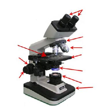 Seite 2 von 5 Aufgabe 2: Das Mikroskop Was passt? Ordnet die Begriffe dem Mikroskop zu.