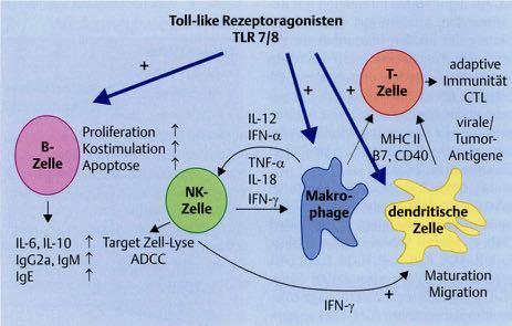 Imiquimod 5% - Toll-like Receptor Agonist Imiquimod Toll-like Receptor Agonist -> Freisetzung von proinflammatorischen Zytokinen 2000 IFN TNF IL-1