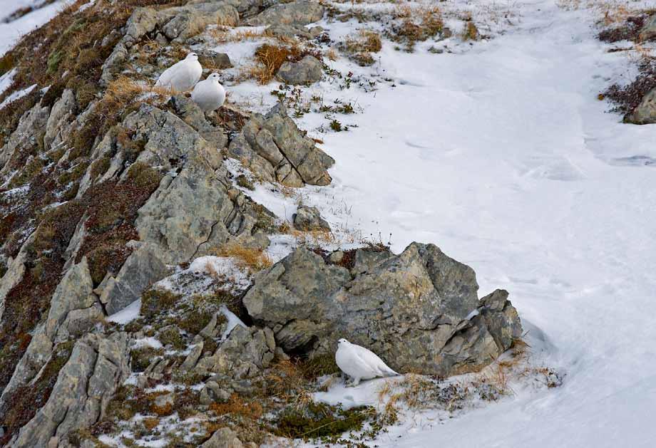 Im Winter trifft man die Schneehühner selten allein. Der schwarze Augenstreif ist aus der Nähe betrachtet das ganze Jahr über sichtbar.