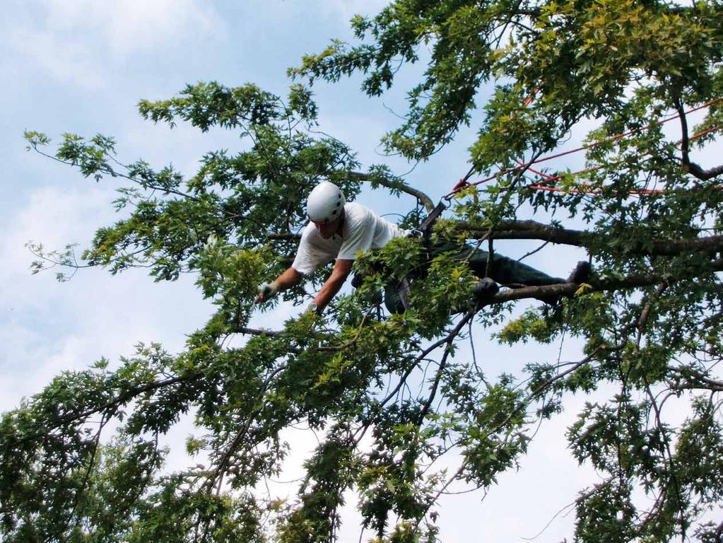 Kein Baum zu hoch!! Unser Spezialgebiet sind Ihre Bäume!