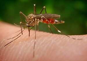 in neuen Gebieten Aedes albopictus, asiatische Tigermücke Verbreitung: