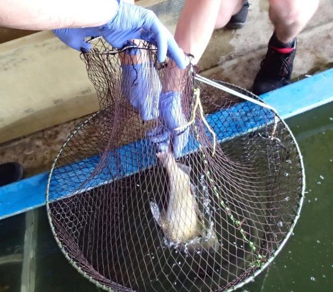 Versuche mit Fischen Untersuchungen an Aal, Hecht und Brassen