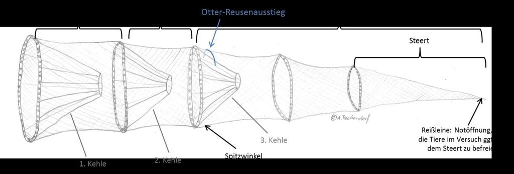 Reusen Adaptation Notausstieg im Hinterhaus der Reuse ca. 3 cm vom Spitzwinkel (3. bzw. 4.