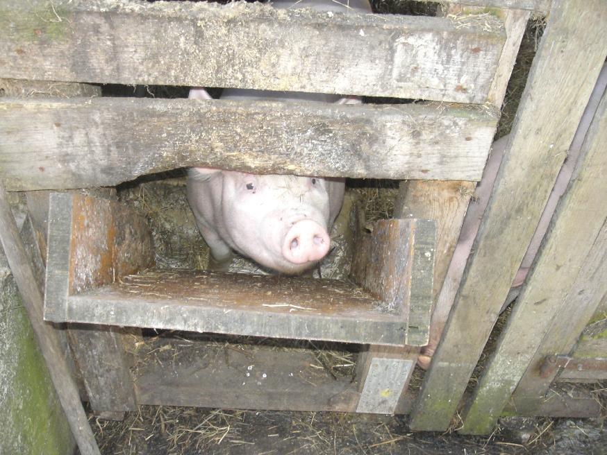 Neuheiten 2012 inländische Alpen Meldepflicht für Schweinezugänge auf Agate Zugänge von Schweinen aus Sömmerungsbetrieben müssen der TVD via das Portal www.agate.ch gemeldet werden.