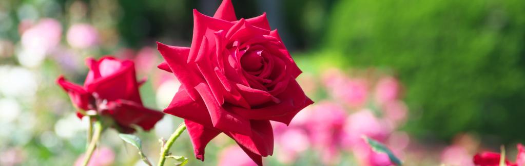 So pflegen Sie Rosen richtig Bereits seit der Antike wird die Rose als Königin der Blumen bezeichnet und sie wird seit mehr als 2.000 Jahren wegen ihrer Gestalt und ihres Duftes verehrt.