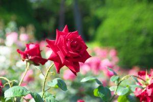 Fall empfehlen wir einen Bodenaushub von 40 cm. Rosen lieben Wärme und einen kalkhaltigen Boden. Zudem brauchen sie einen luftigen Standort.