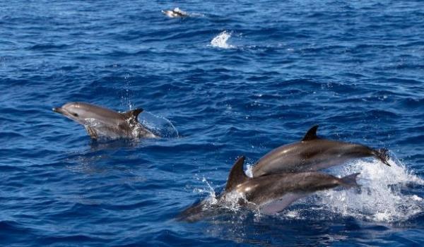 Sie können sich auf dieser Reise an der lieblichengrünen Hügellandschaft der Azoren-Hauptinsel Sao Miguel erfreuen und nach Walen und Delfinen Ausschau halten.