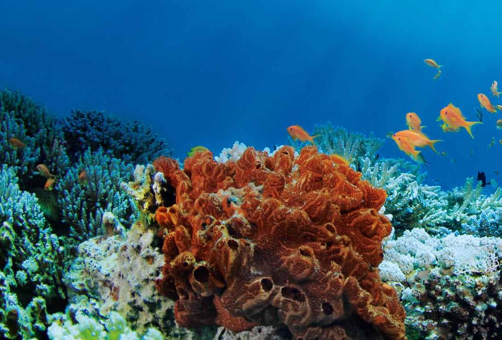 Damit faszinierende Welten nicht untergehen: ein Tausch bewahrt 1,4 kg Korallenriff.* Wie vielfältig und bunt das Leben unter Wasser sein kann, sieht man eindrucksvoll an Korallenriffen.