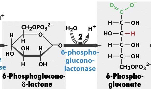 Oxidative Schritte Hydrolyse des Lactons zum Gluconat