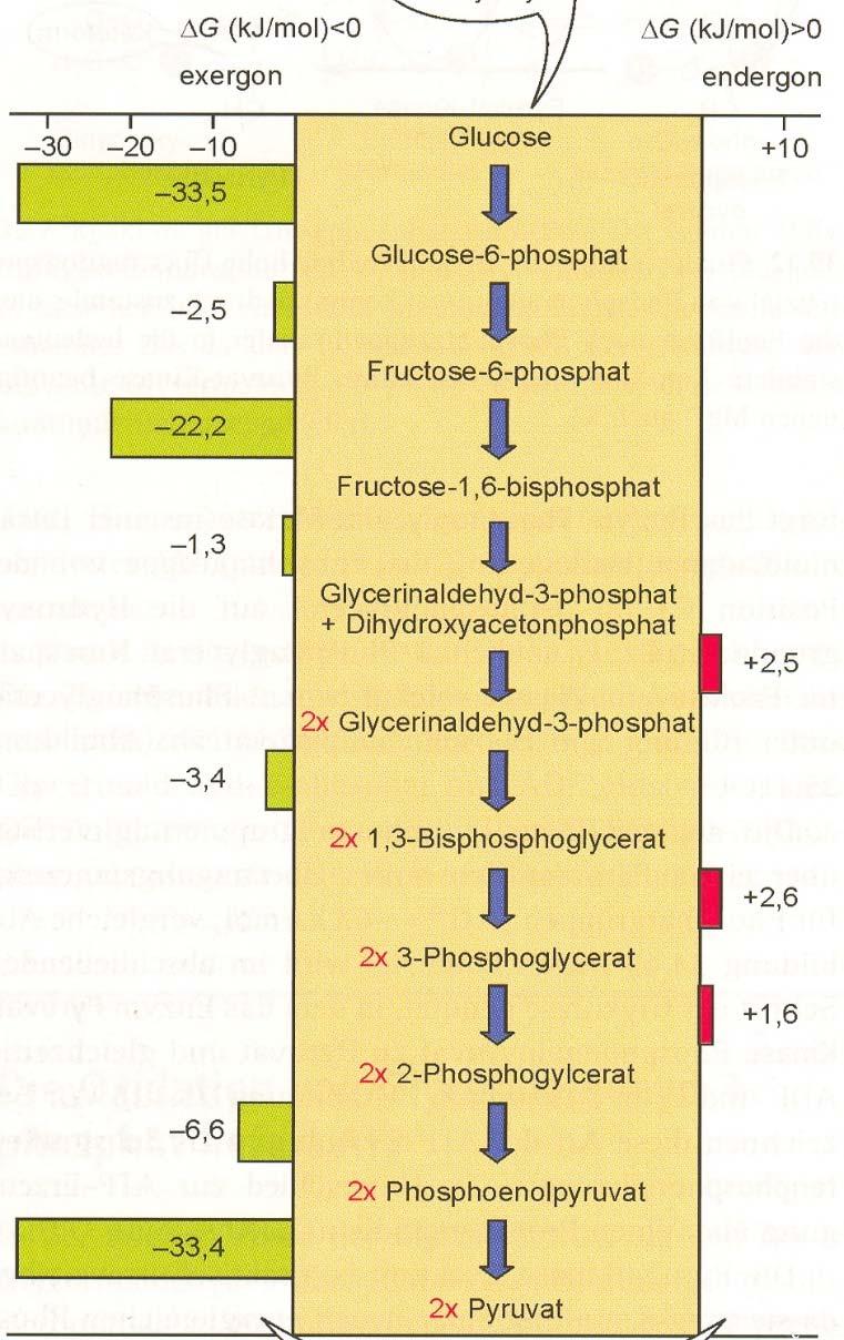Gluconeogenese Irreversible Schritte der Glykolyse ATP
