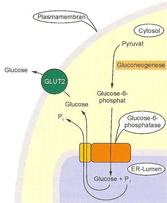 Gluconeogenese Phosphatasen Fructose-1,6-BP Fructose-6-BP exergon Phosphatasen P