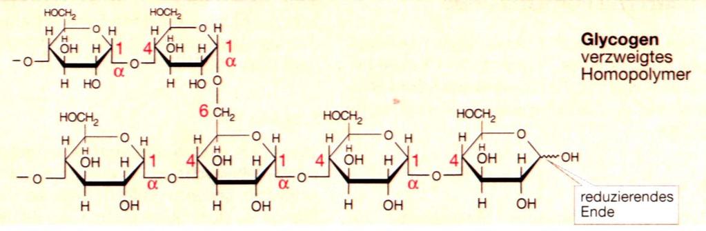 Glykogen: Speicherfrom der Glucose Verzweigung alle 8-12 Reste: paralleler Abbau möglich!