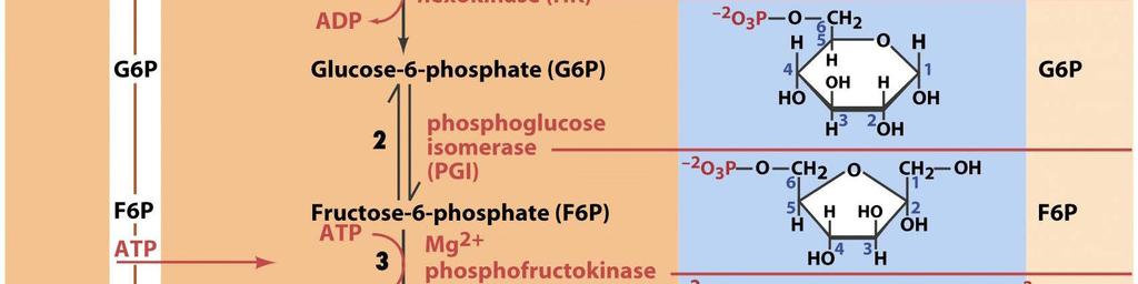 2. Glucose-6-phosphat wird zu Fructose-6-phosphat