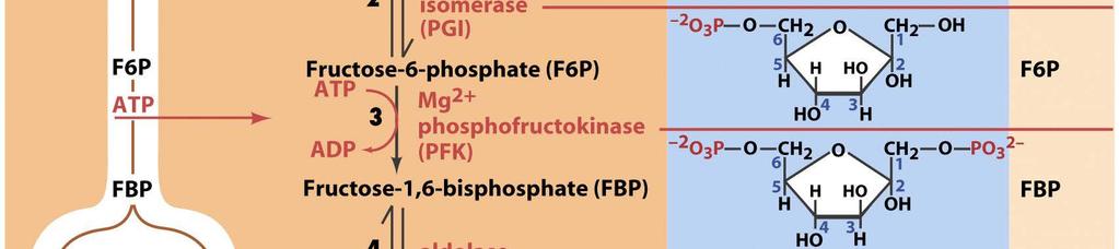 3. Fructose-6-phosphat wird zu Fructose-1,6-biphosphat (FBP) Enzym: Phosphofructokinase Mechanismus