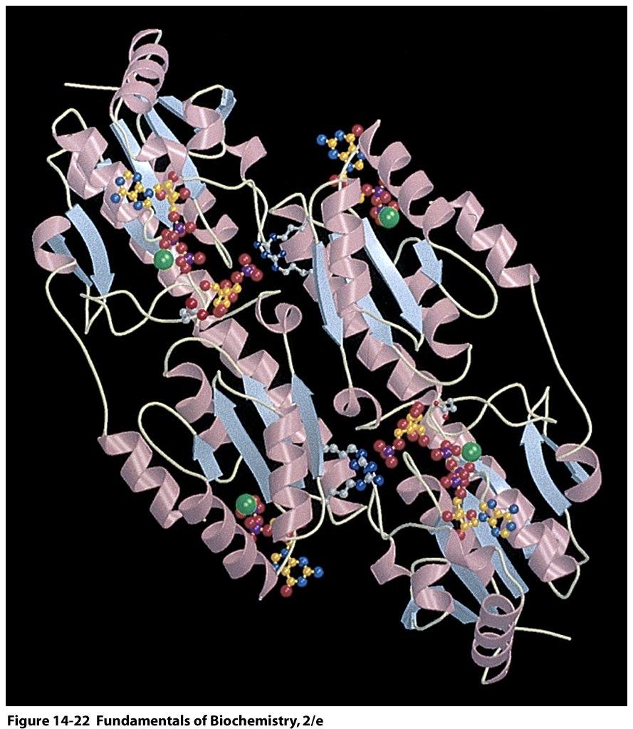 Zwei Untereinheiten des tetrameren Enzyms PFK aus