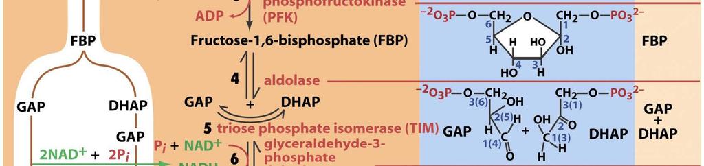 4. Fructose-1,6-biphosphat (FBP) wird zu Glycerinaldehyd-3-phosphat (GAP)