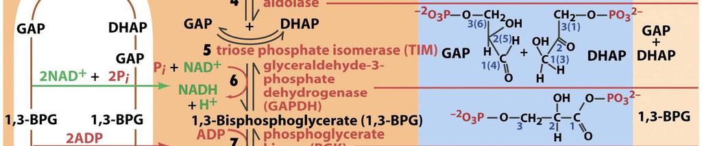 6. Glycerinaldehyd-3-phosphat (GAP) wird zu