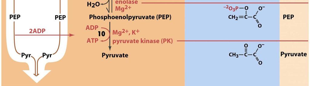 10. Phosphoenolpyruvat (PEP) wird zu
