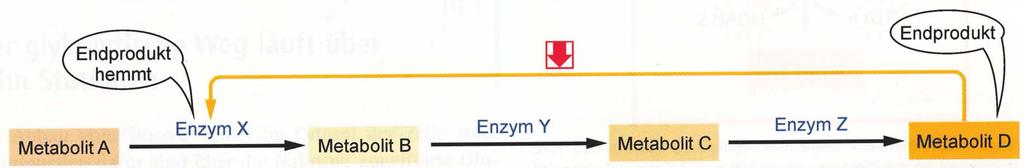 Enzymregulation Prinzip der negativen Rückkopplung