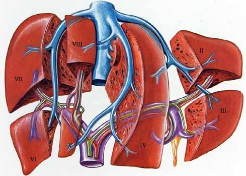 Leberchirurgie Technische Überlegungen: Einstrom (Pfortader, Arterie) Ausstrom (Lebervenen,